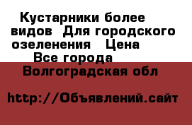 Кустарники более 100 видов. Для городского озеленения › Цена ­ 70 - Все города  »    . Волгоградская обл.